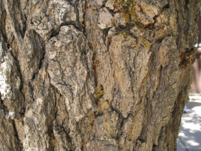 white fir tree bark